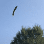 Amy Jean Blog - Floating Leaves