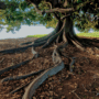 Amy Jean Blog - The Promised Land - Roots of Tree