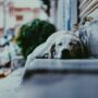 Amy Jean Blog -Morning Dreams- Dog Sleeping
