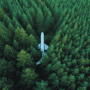 Amy Jean Blog - A Tad Off Poem-Plane in Forest photo