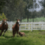 Amy Jean Blog - "I'm Back"-Dog Chasing Horses Photo