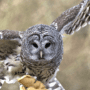 Amy Jean Blog - Says Who Poem - Owl Photo