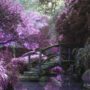 Amy Jean Blog - My Garden Poem - Purple Garden