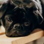 Amy Jean Blog - Am I a Writer- Dog on Bench Header