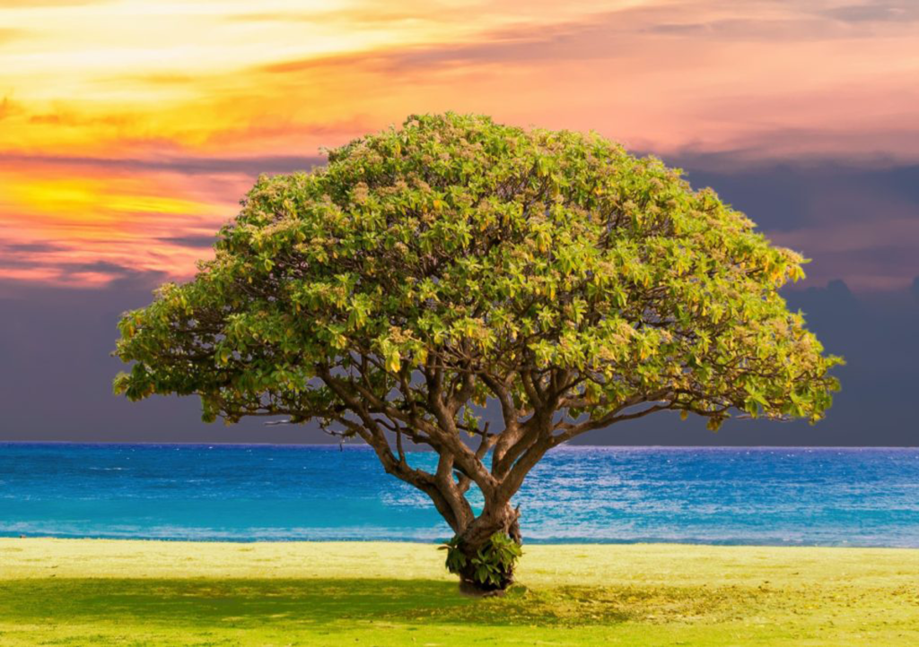 Amy Jean Blog - Promised Land - Beach Tree
