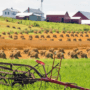 Amy Jean Blog -Are You Fit -Harvested Field
