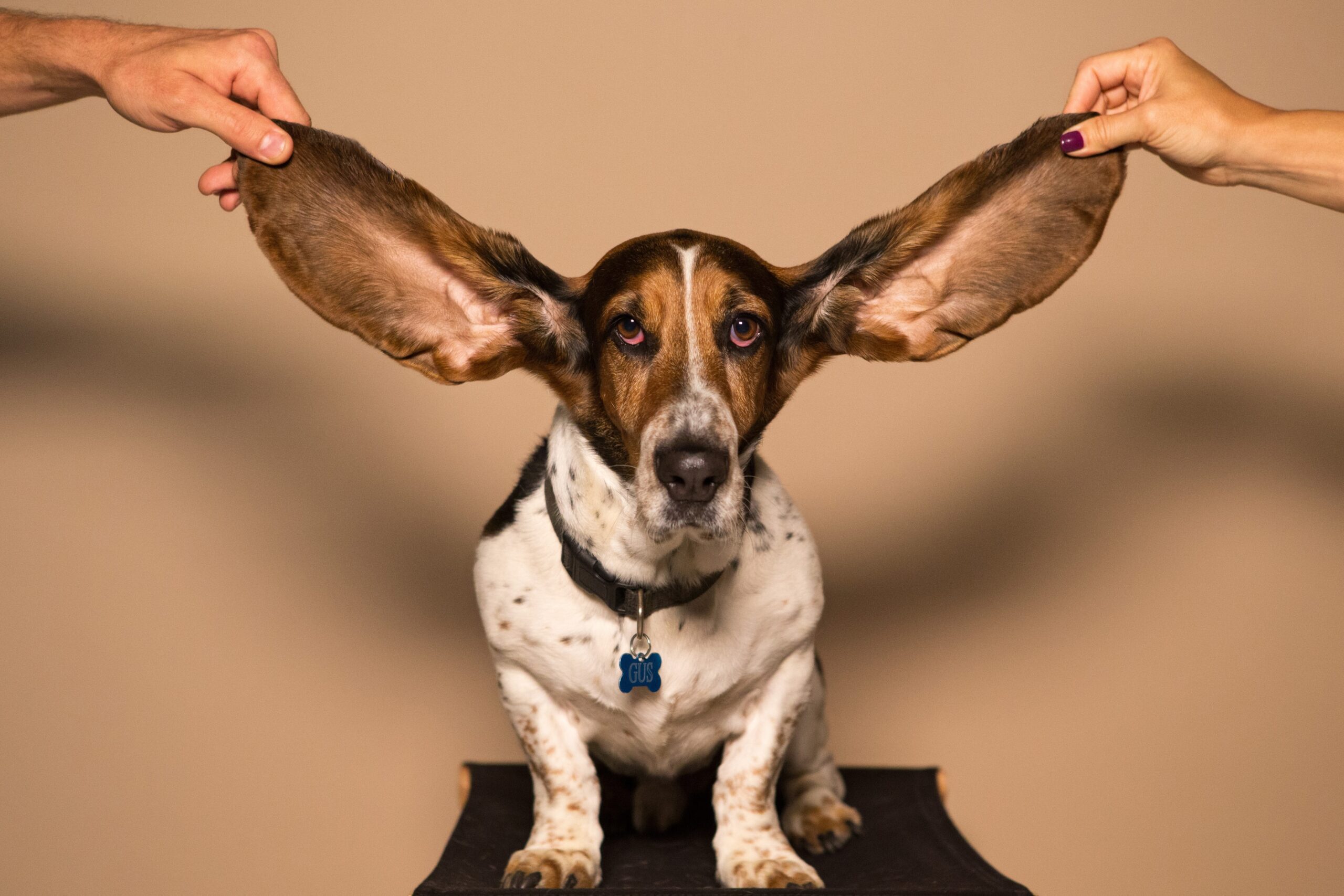 Big ears by Amy Jean