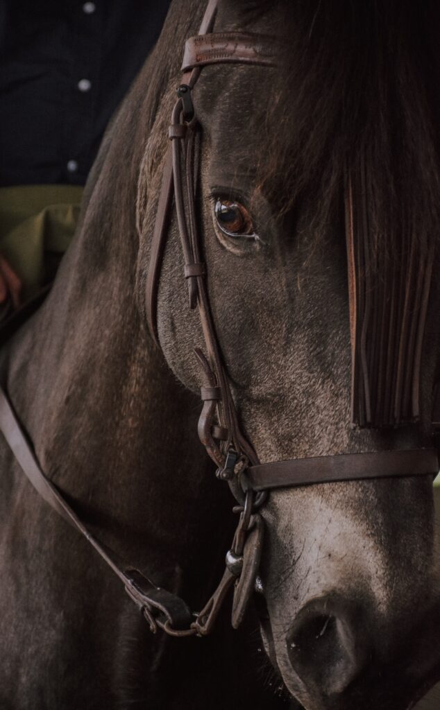 Horse photo by Amy Jean