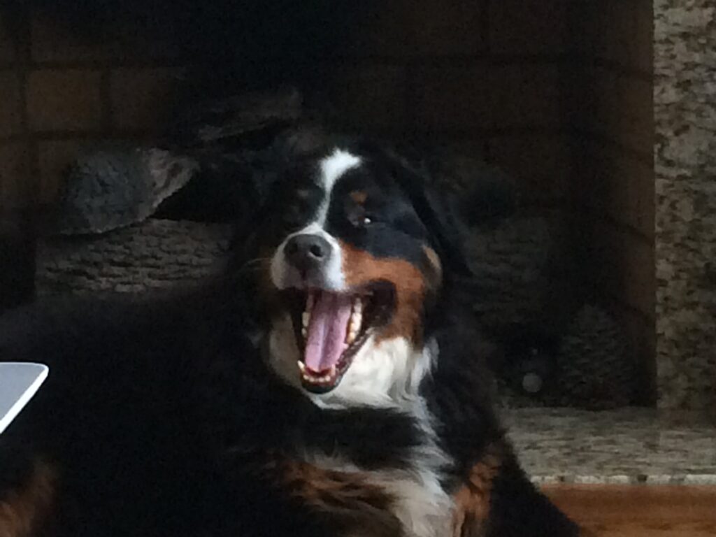 Adieu Zoey