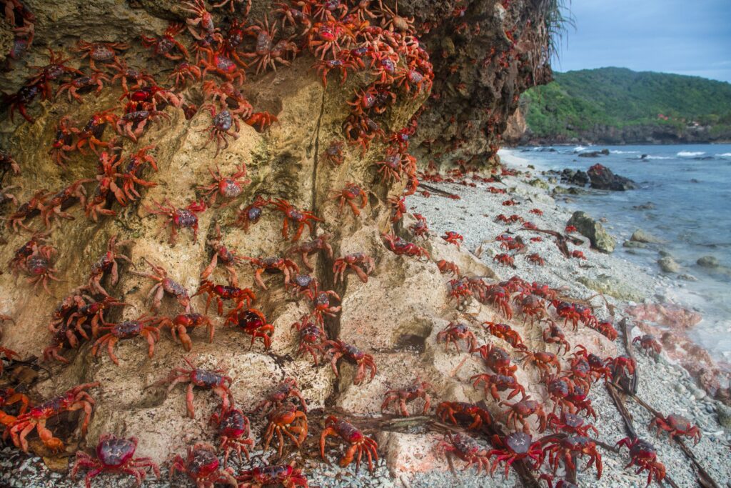 crabs