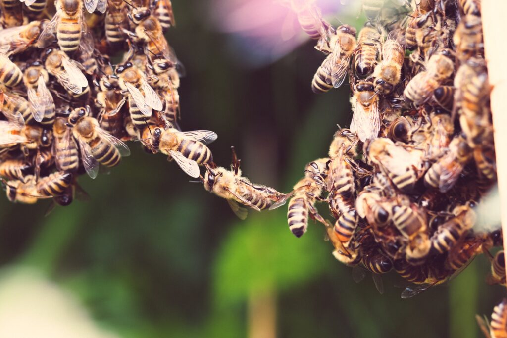 bees. Crazy? No, Beautiful