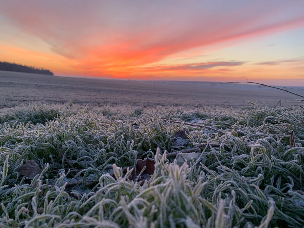 Frozen grass / spirits dyed blue