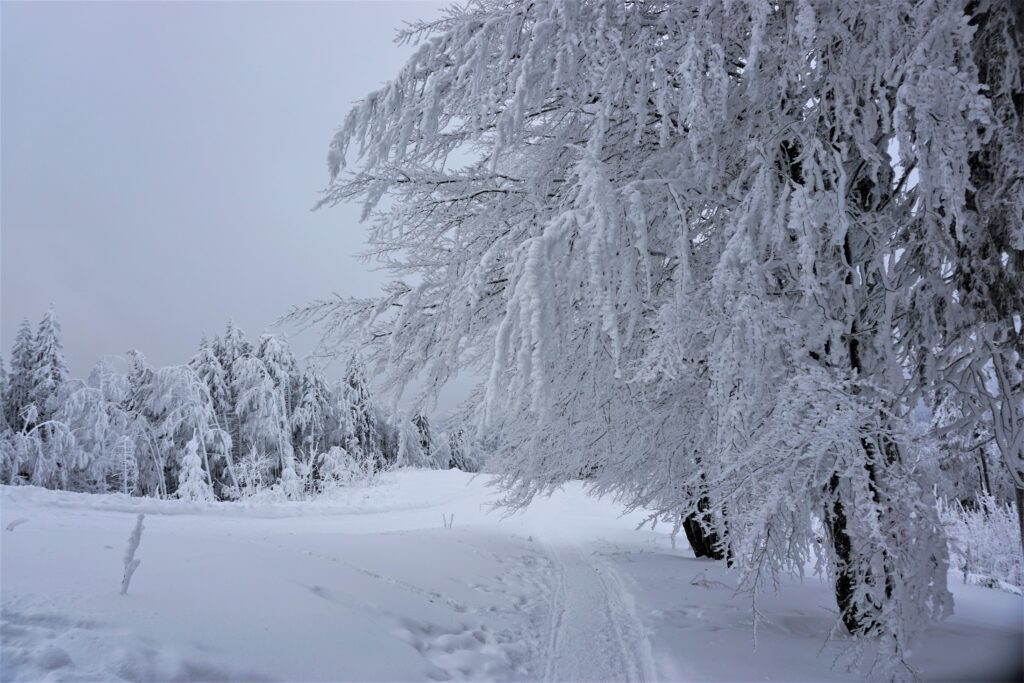 Spirits dyed blue / frozen branches