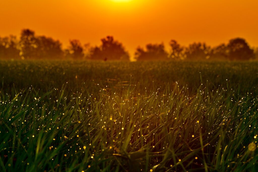 fireflies in a field