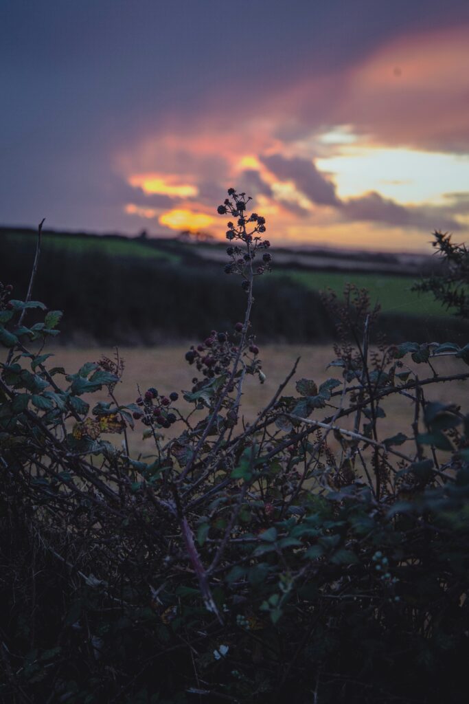 bramble